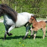 Silfurnótt und Surtsey