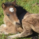 DSC_4830 Litli Baron