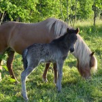 Stjörnunótt und Selena