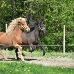 DSC_8041 Stjörnuf Onyx