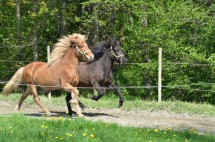 DSC_8041 Stjörnuf Onyx