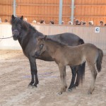 DSC_8145 Lóa Litfara