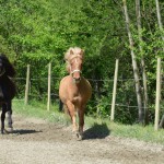 DSC_8159 Reifnir Alsvinnur