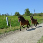 DSC_8194 Hamradis Laka