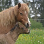 DSC_8574 Perla Prakkari