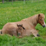 DSC_8589 Perla Prakkari