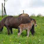 DSC_8611 Runa Rasmus