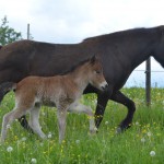 DSC_8642 Runa Rasmus