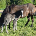 DSC_8688 Ladina Viktor