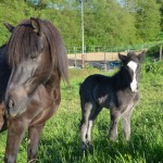 DSC_8706 Ladina Viktor