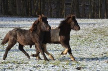 DSC_9342 Sprengja Arion