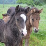 DSC_9559 Viktor Prakkari