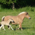 DSC_9607 Nordika Nadeshda