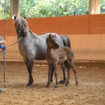 IMG_005163 Sprengja Samba