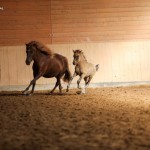 IMG_005208 Pandra Poker