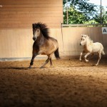 IMG_005222 Bjalla Bjarmi