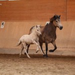 IMG_005227 Bjarmi Bjalla