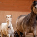 IMG_005237 Bjarmi Bjalla