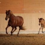 IMG_005264 Fjödur Fantasia