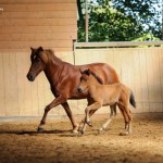 IMG_005274 Fjödur Fantasia