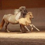 IMG_12378_1 Kátina Saerós