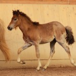 IMG_12419_1 Sleipnir