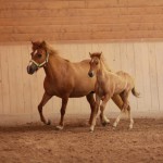 IMG_12421_1 Perla Thrumufleygur