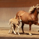 IMG_12494_1 Athena Hlif