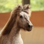 IMG_15119_1 Galtroppa