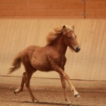 IMG_15136_1 Eldstjarna