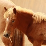 IMG_15146_1 Eldstjarna