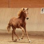 IMG_15154_1 Eldstjarna