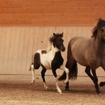 IMG_15180_1Manatindur Sefja