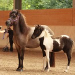 IMG_15186_1 Manatindur