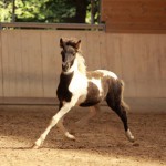 IMG_15190_1 Manatindur