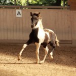 IMG_15191_1 Manatindur