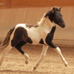 IMG_15202_1_1 Mánatindur