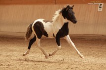 IMG_15204_1 Manatindur