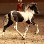 IMG_15206_1 Manatindur