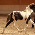 IMG_15211_1 Manatindur