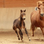 IMG_15218_1 Sjarmi Puma