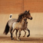 IMG_15236_1 Spa Indridi