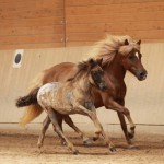 IMG_15268_1 Stjörnun Silfurnott