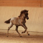 IMG_15276_1 Silfurnott