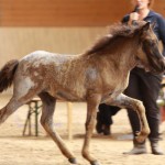 IMG_15286_1 Silfurnott