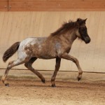 IMG_15288_1 Silfurnott