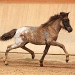 IMG_15290_1_1 Silfurnott