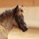 IMG_15303_1 Silfurnott