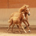 IMG_15308_1 Prydi Perla