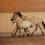 IMG_15359_1 Nordika Lotte